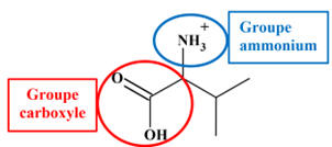 groupe hydroxyle et groupe ammonium