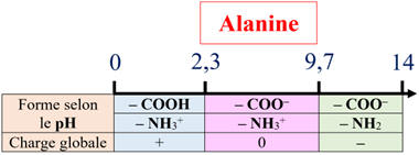 diagramme de prdominance de l'alanine