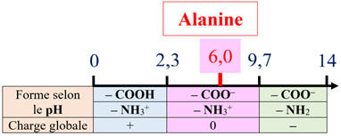 diagramme de prdominance de l'alanine