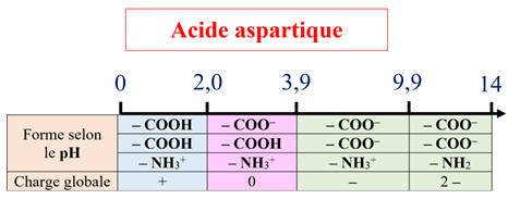 diagramme de prdominance de l'acide aspartique