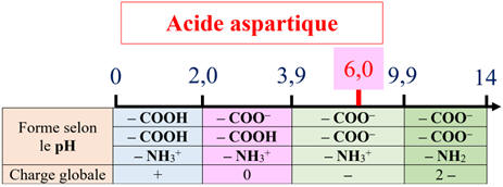 diagramme de prdominance de l'acide aspartique