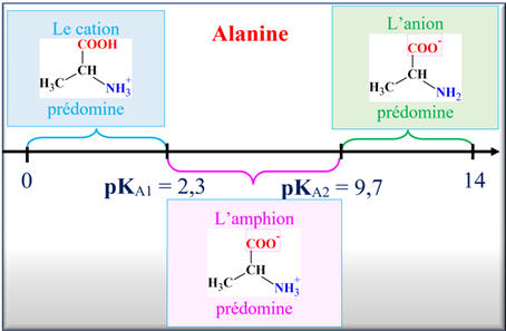 Diagramme de prdominance de lalanine