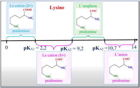 Diagramme de prdominance de la lysine