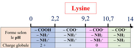 diagramme de prdominance de la lysine