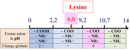 diagramme de prdominance de la lysine