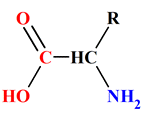 acide alpha-amin