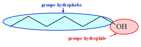 alcool : hydrophile hydrophobe