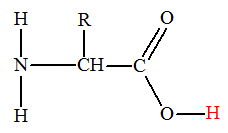 Acide α-amin