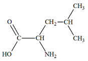 leucine