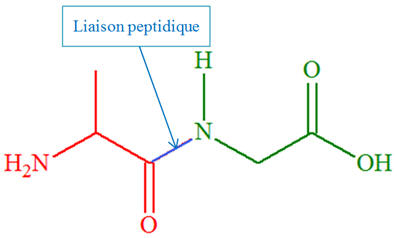 dipeptide