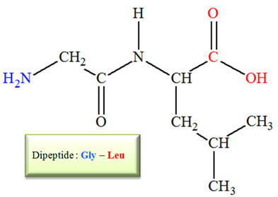 gly-leu