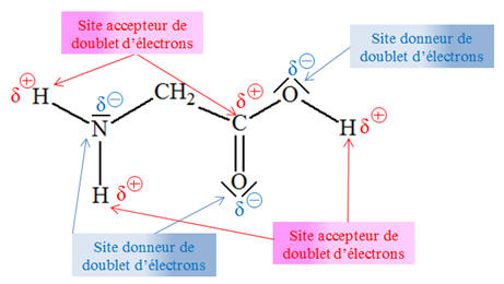 glycine